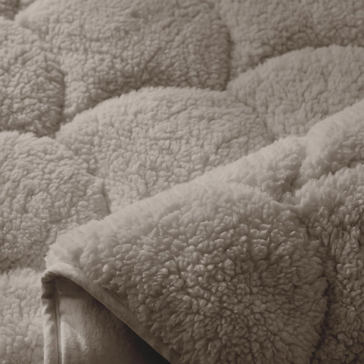 Close-up van Teddy